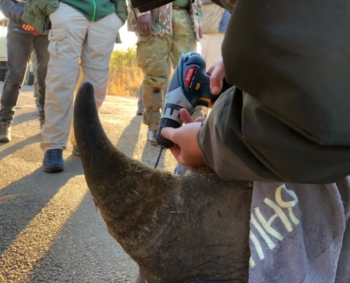 Rhino notching