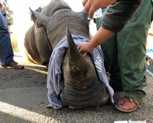 Rhino notching