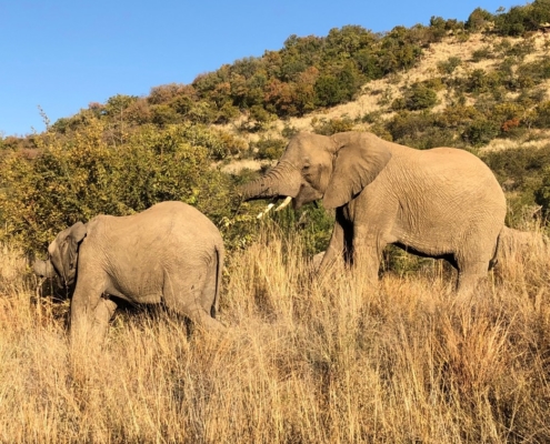 Elephants