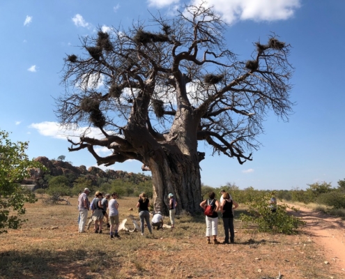 Baobab tree